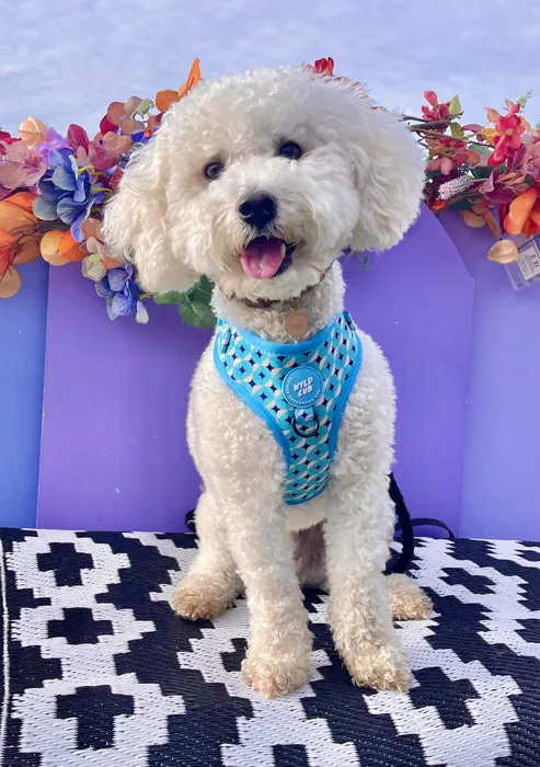 Adjustable Dog Harness: Knightsbridge Azure