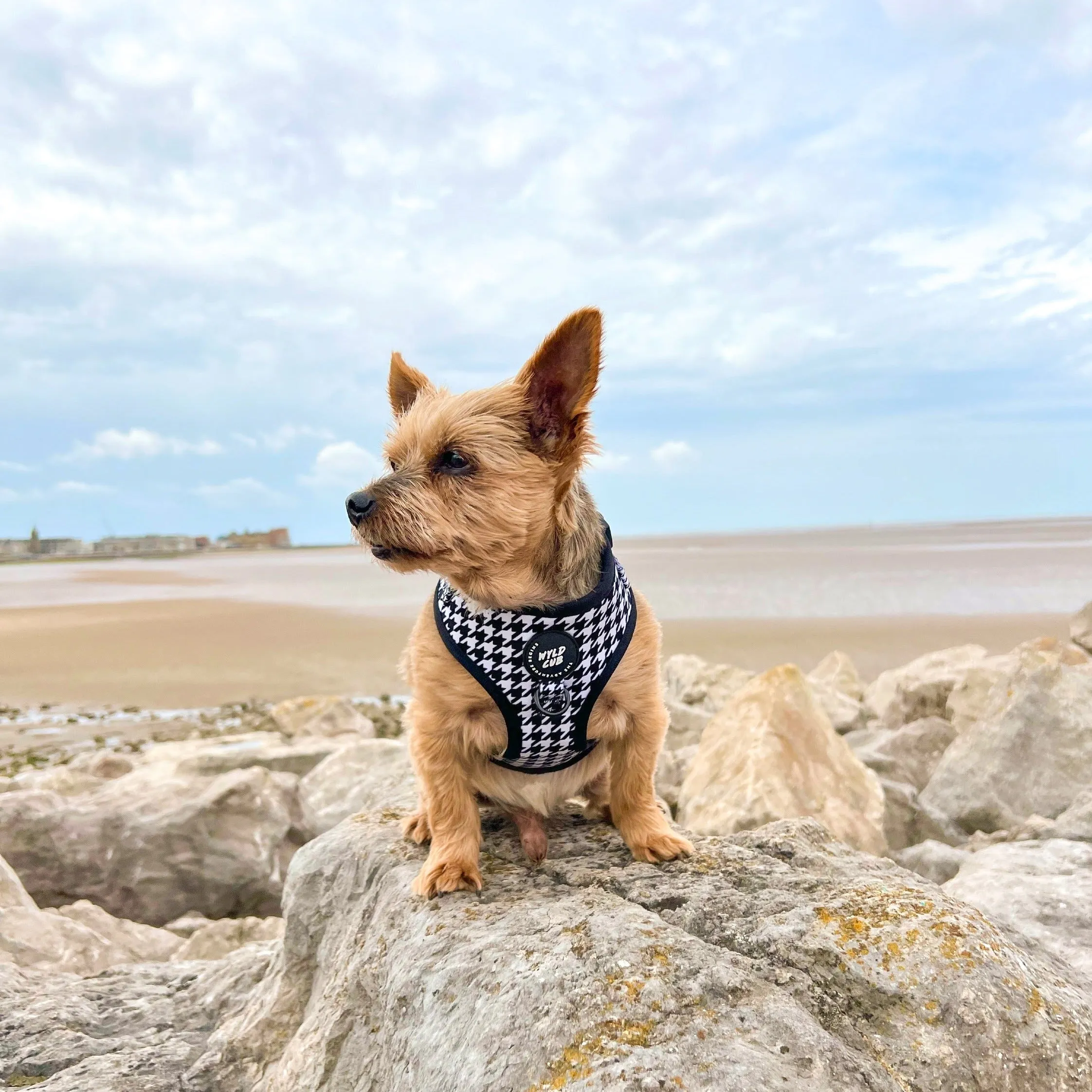 Adjustable Dog Harness: Knightsbridge Houndstooth