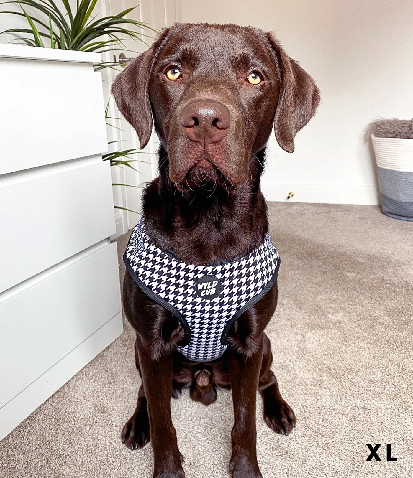 Adjustable Dog Harness: Knightsbridge Houndstooth