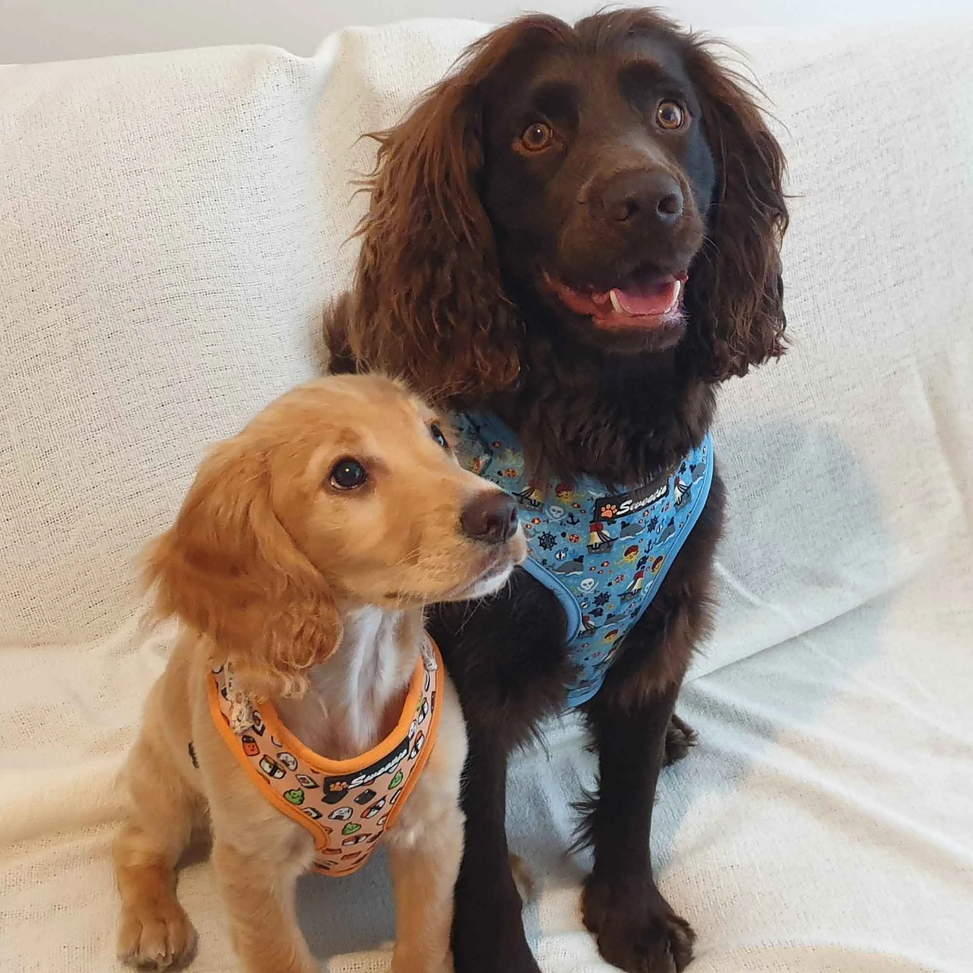 Adjustable Harness - Treasure Me Pup