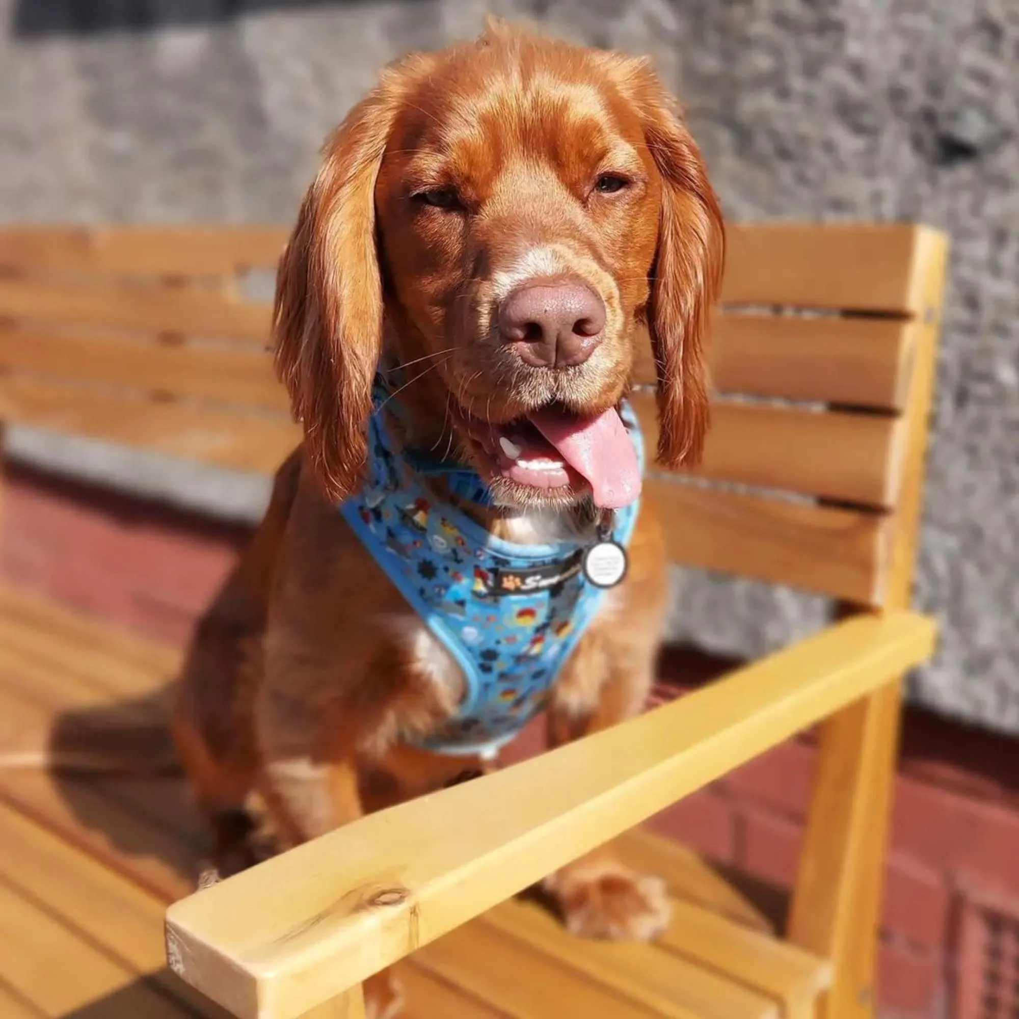 Adjustable Harness - Treasure Me Pup