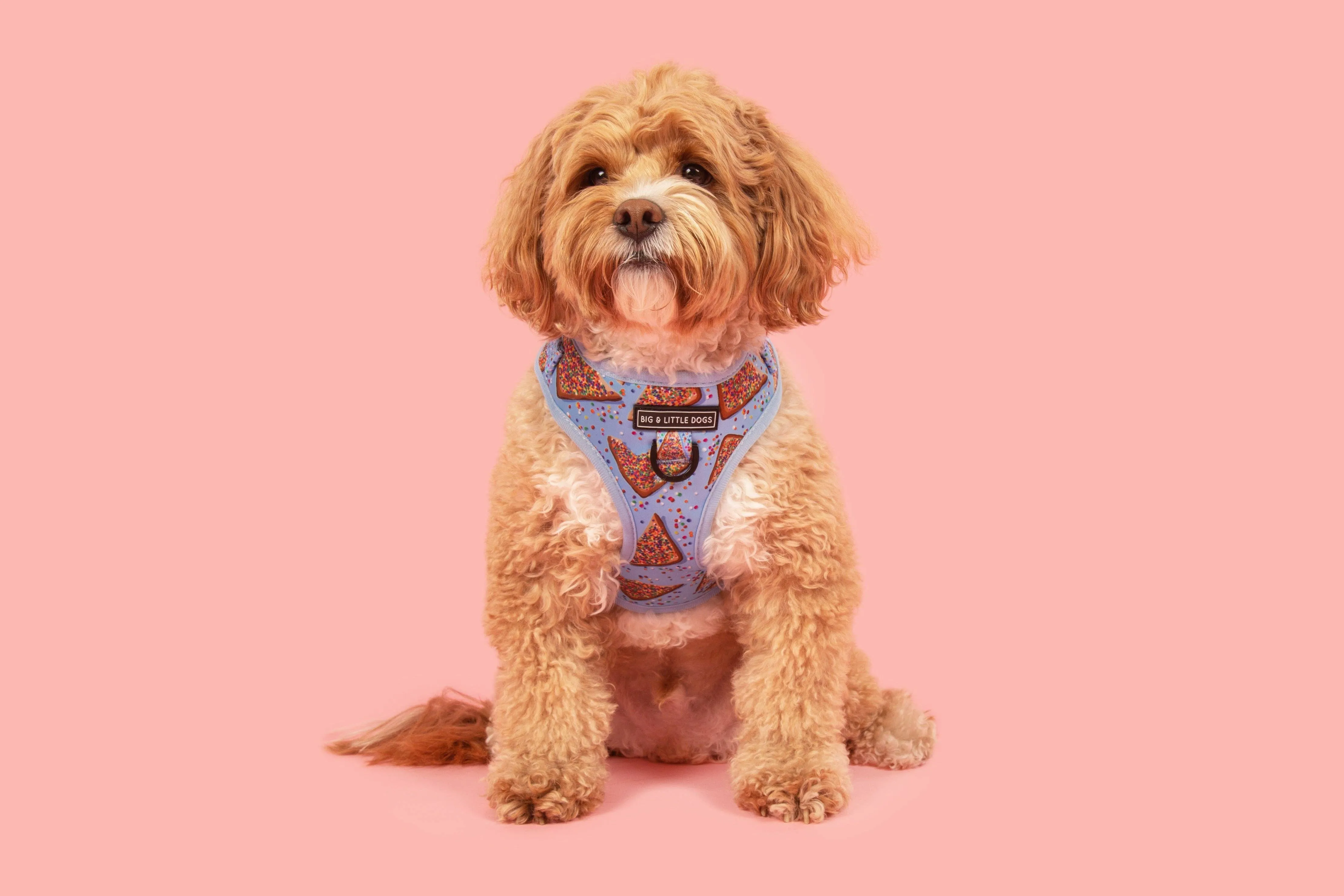 Big And Little Dogs-ADJUSTABLE DOG HARNESS: Blue Fairy Bread