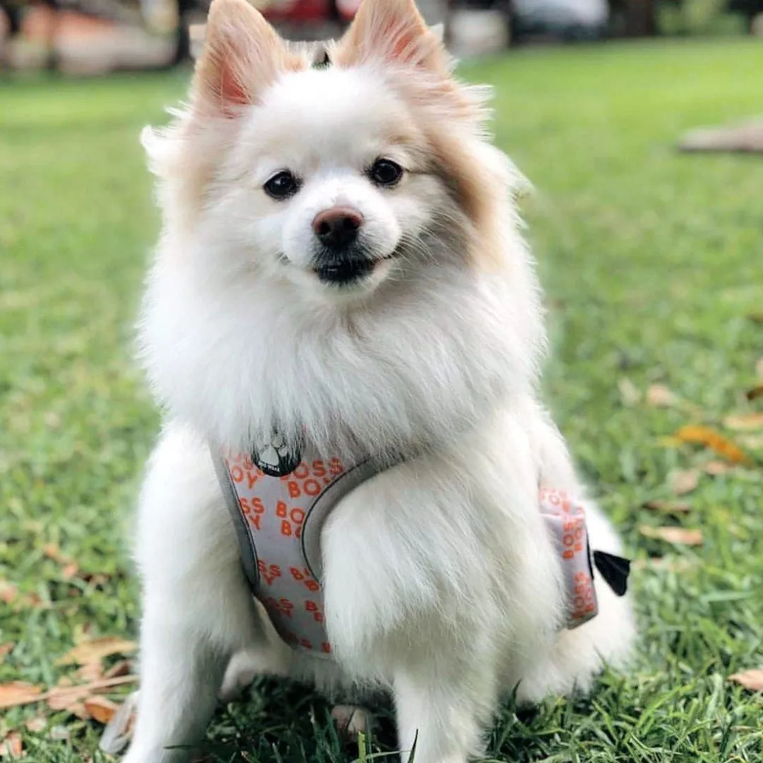 Boss Boy Harness