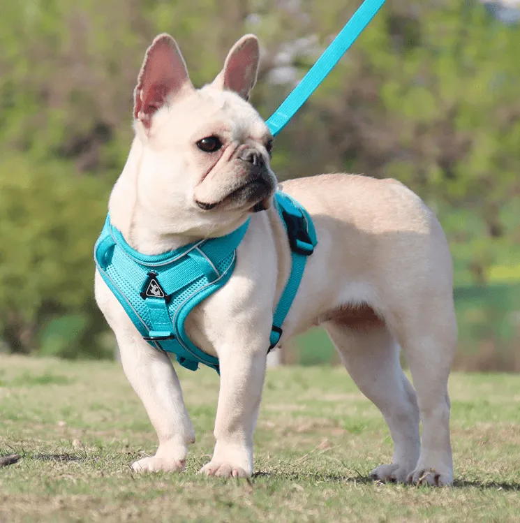 Breathable & Padded French Bulldog Harness and Leash