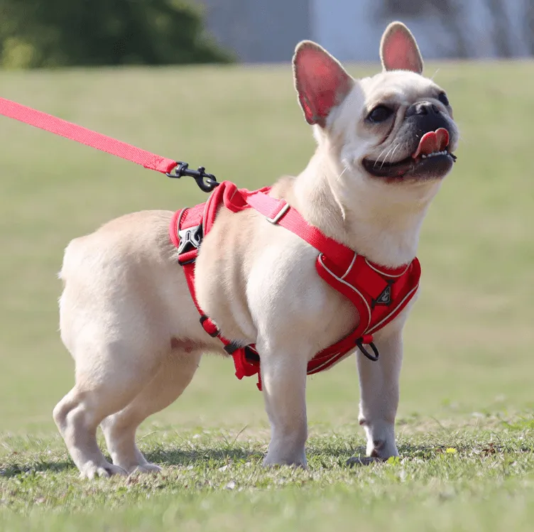 Breathable & Padded French Bulldog Harness and Leash