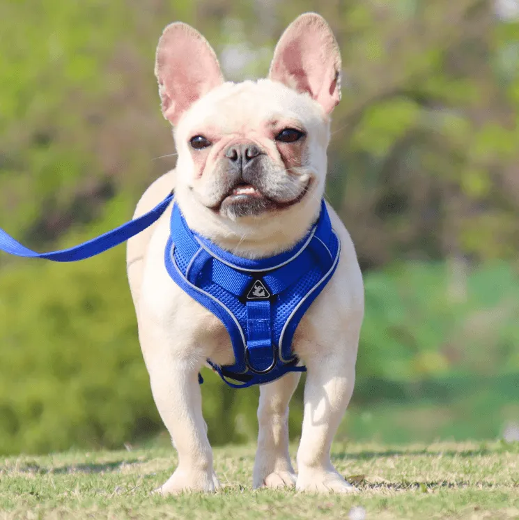 Breathable & Padded French Bulldog Harness and Leash