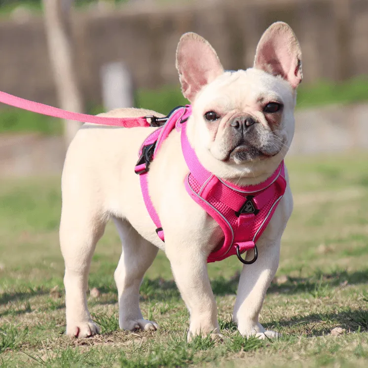 Breathable & Padded French Bulldog Harness and Leash