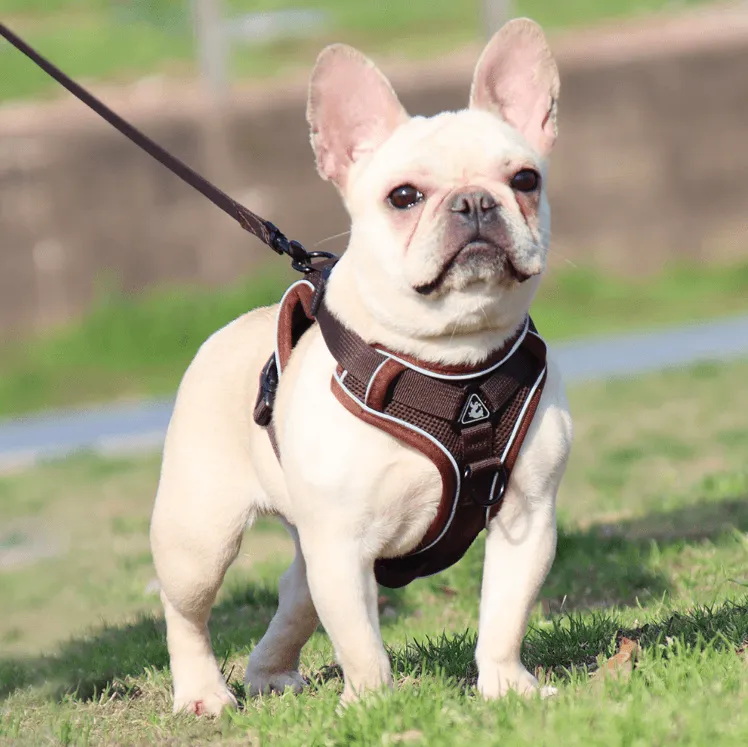 Breathable & Padded French Bulldog Harness and Leash