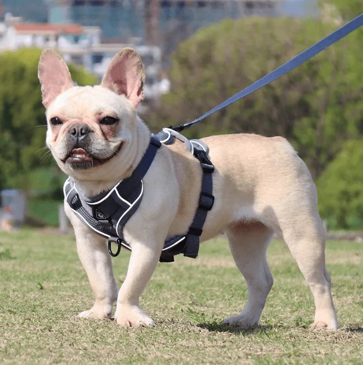 Breathable & Padded French Bulldog Harness and Leash