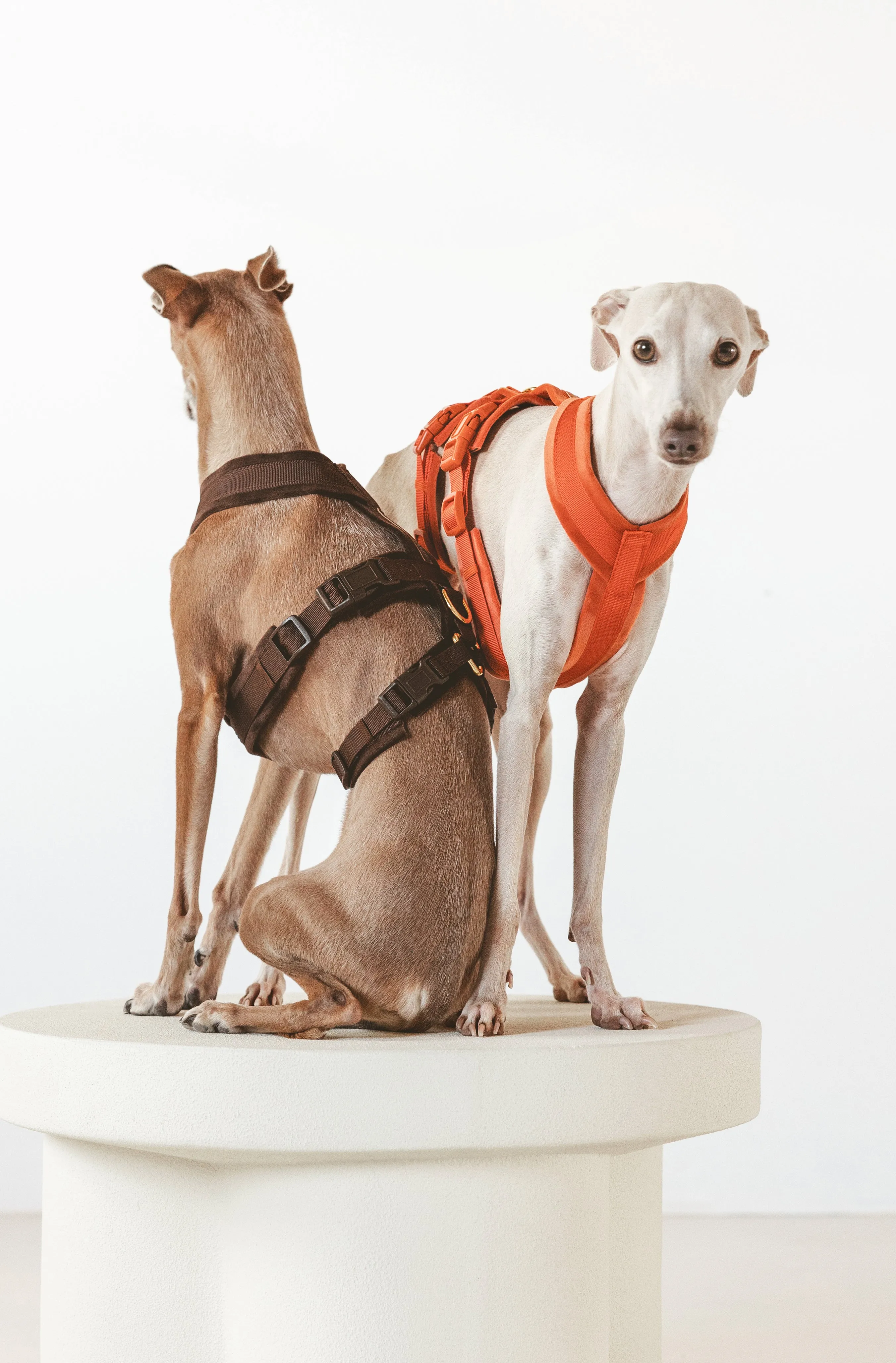 Cognac Y-Harness XS