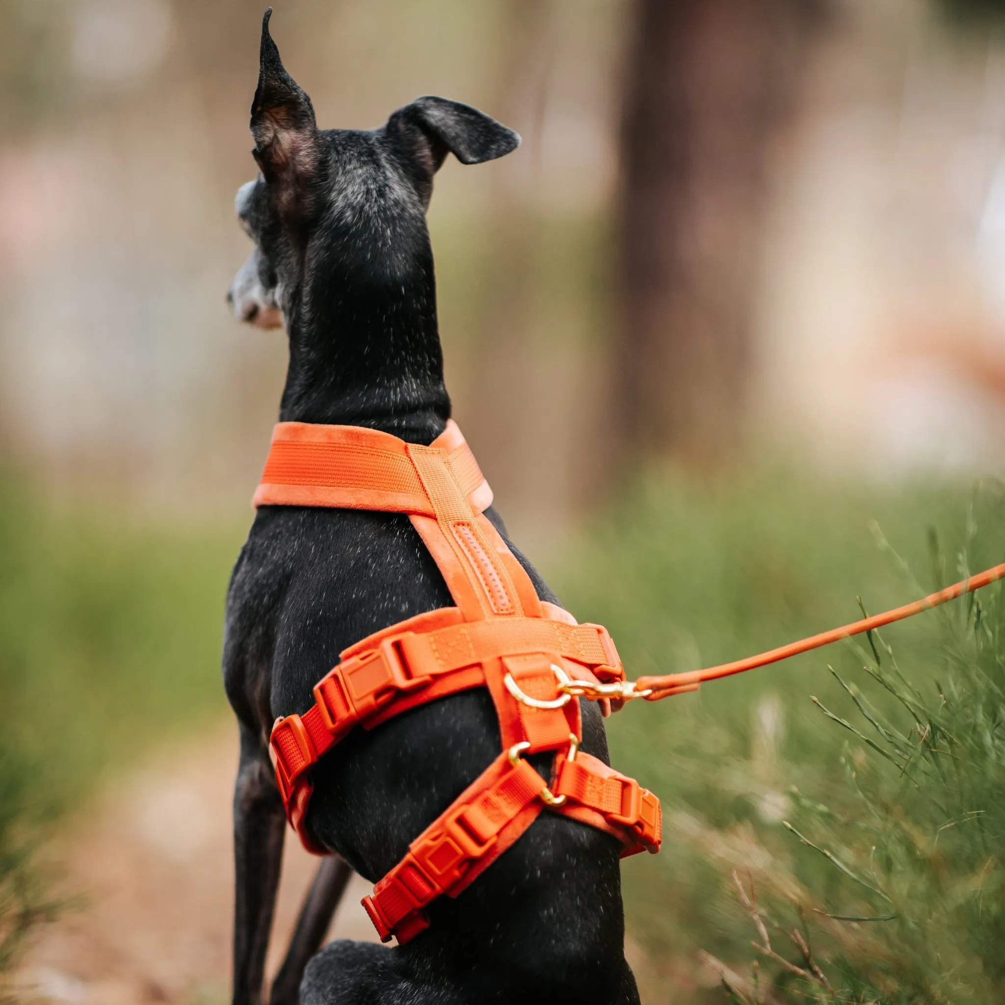 Cognac Y-Harness XS