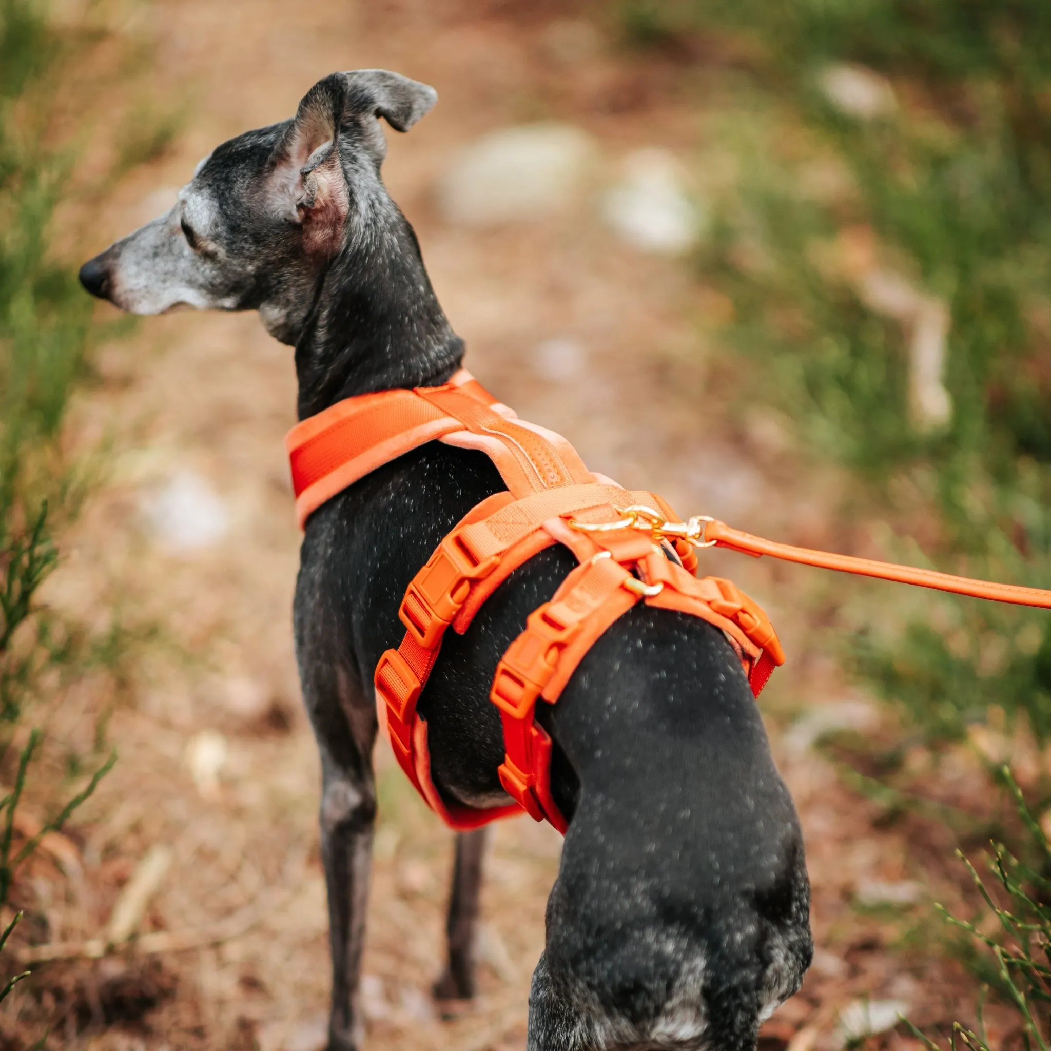 Cognac Y-Harness XS