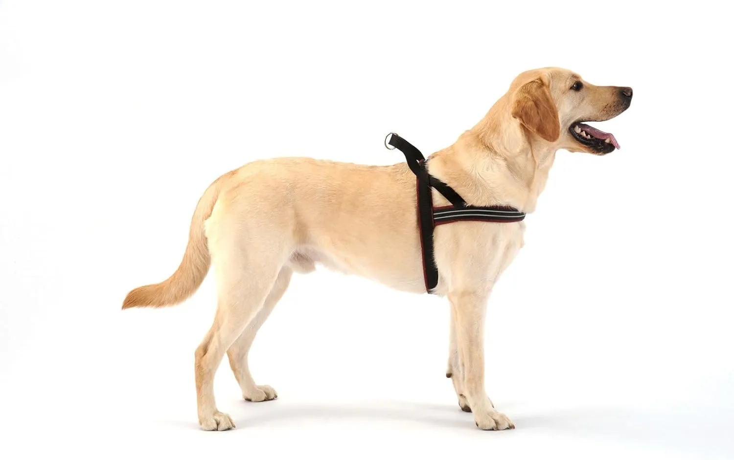 ComfortFlex Sport Dog Harness - Made in The USA - Fully Padded, Reflective, Adjustable, Lightweight No-Choke, No-Pull, Non-Chafing Design for Active Dogs, Enhanced Control, Medium, Purple