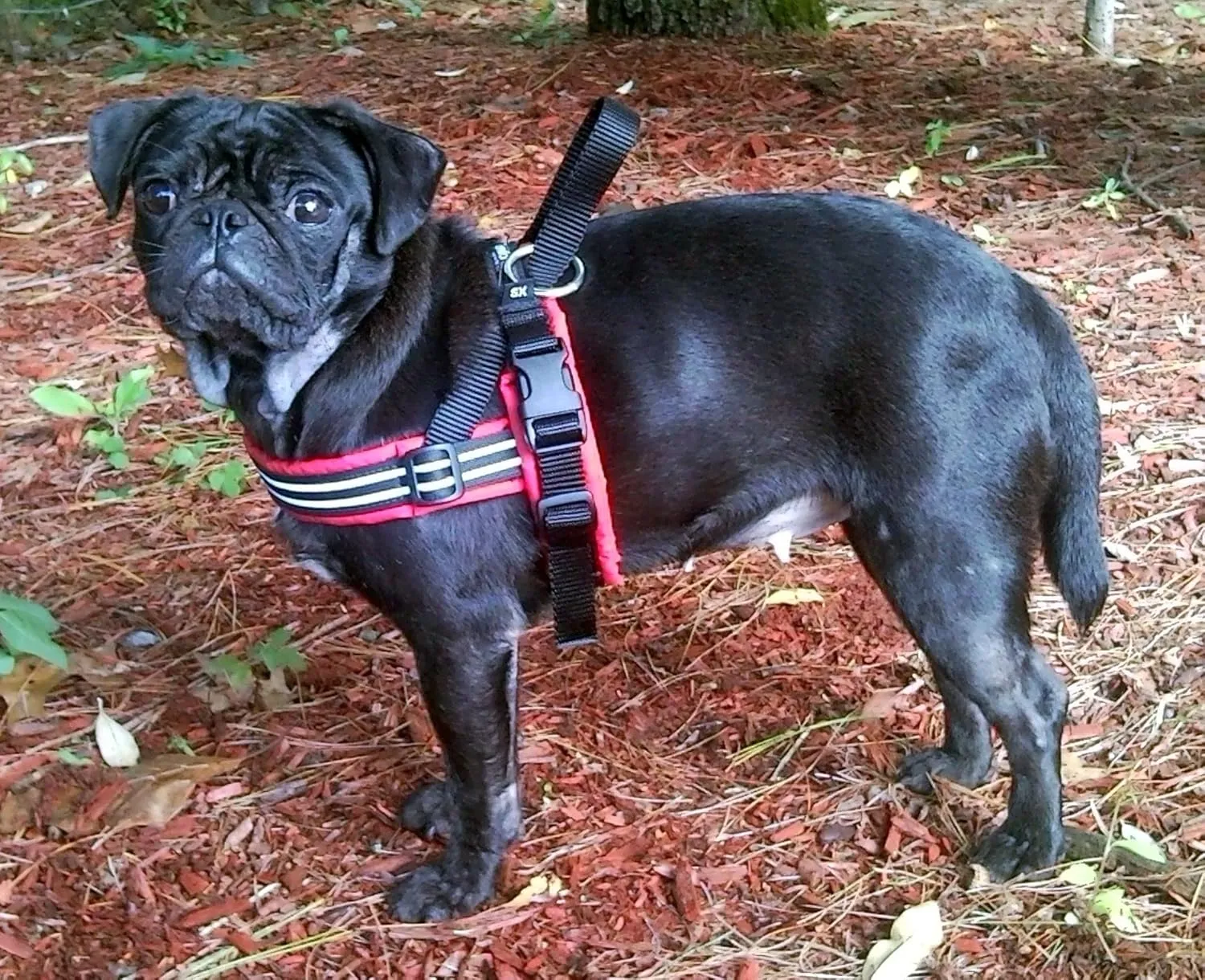 ComfortFlex Sport Dog Harness - Made in The USA - Fully Padded, Reflective, Adjustable, Lightweight No-Choke, No-Pull, Non-Chafing Design for Active Dogs, Enhanced Control, Medium, Purple