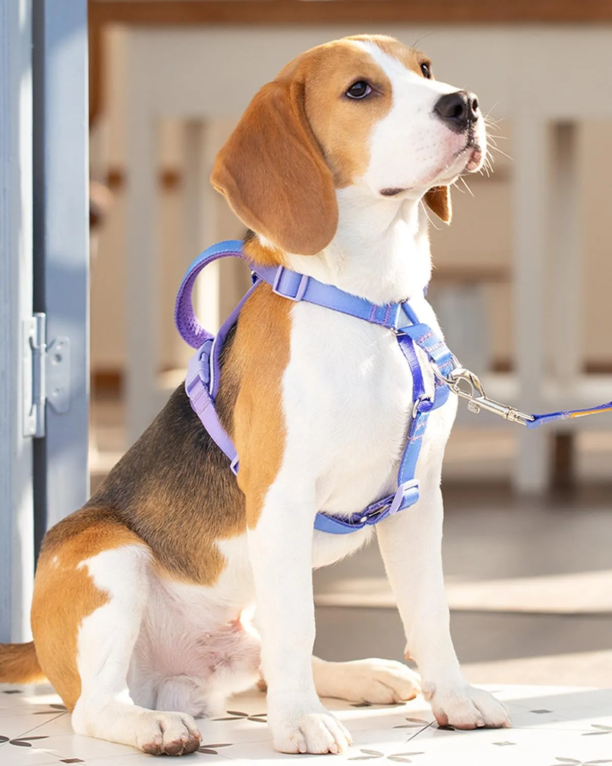 DF Freedom No Pull Martingale Dog Harness and Double-Ended Leash Set, Safety Control to Stop Pulling, Reflective & 5-Point Adjustable, Support Padded Handle, Rainbow Pro, 3/4", Chest 20" - 26.8"