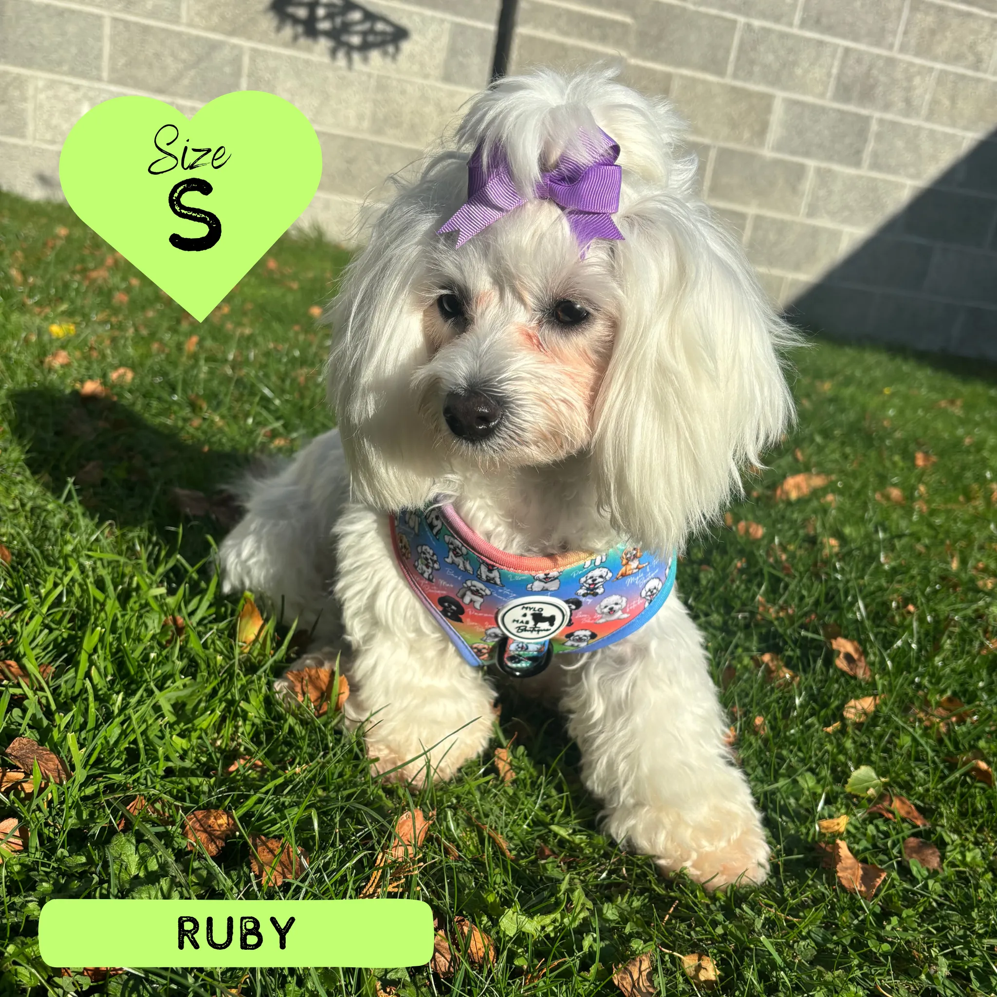 Dog Adjustable Harness - Oh My Bichon!