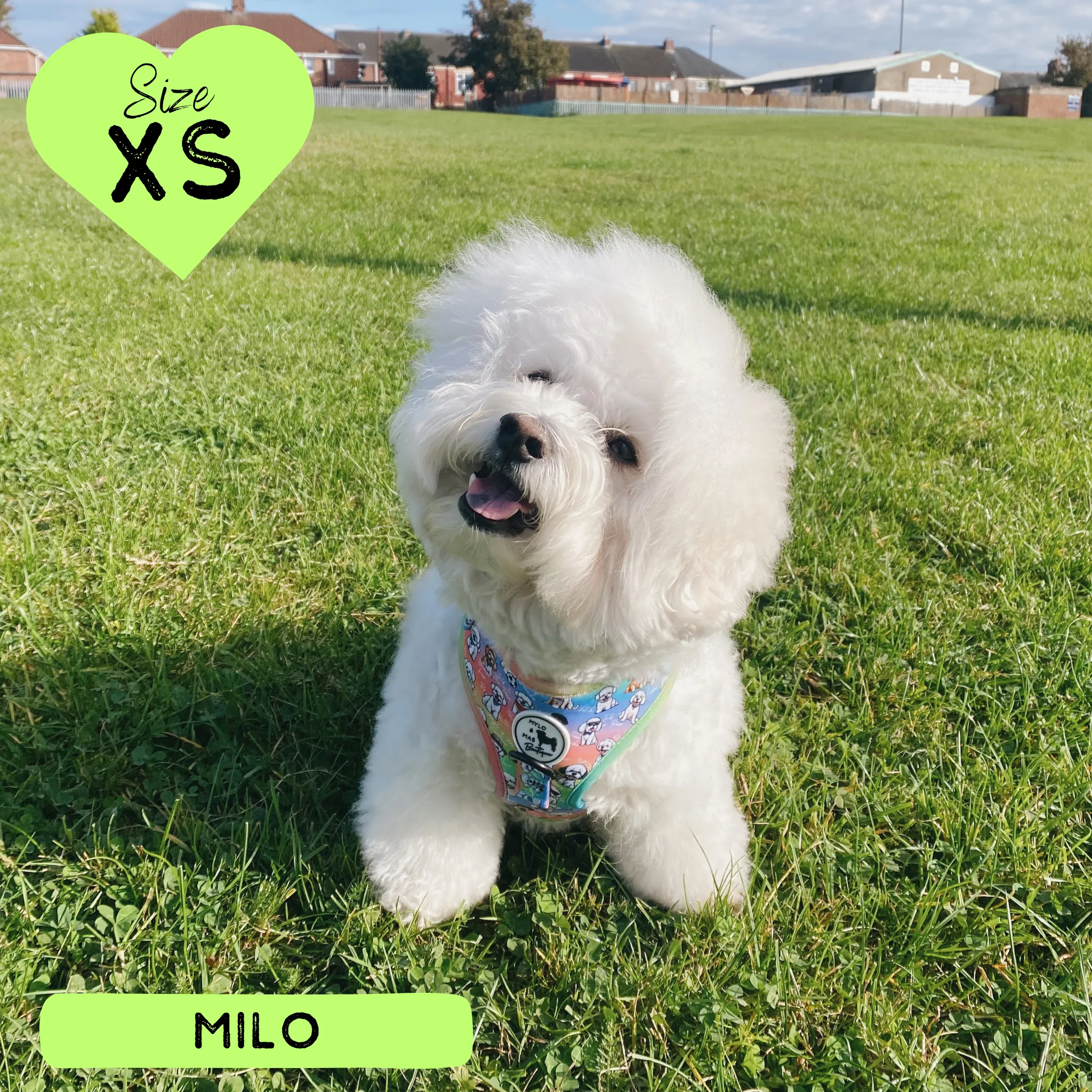 Dog Adjustable Harness - Oh My Bichon!