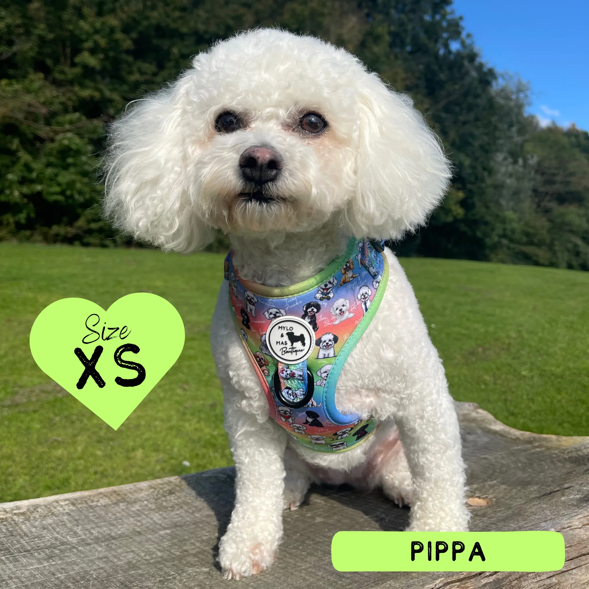 Dog Adjustable Harness - Oh My Bichon!