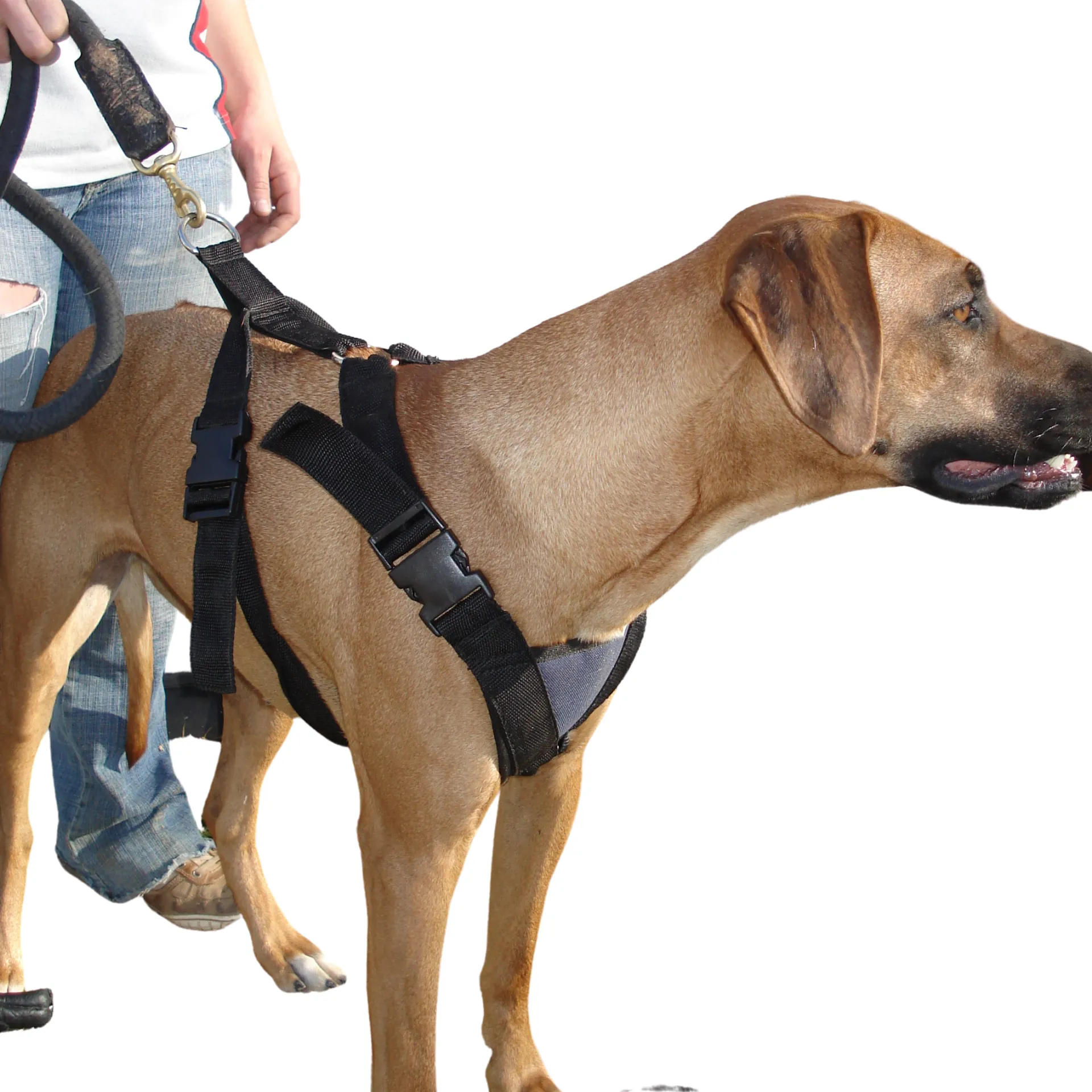 Dog Harness Nylon Solo