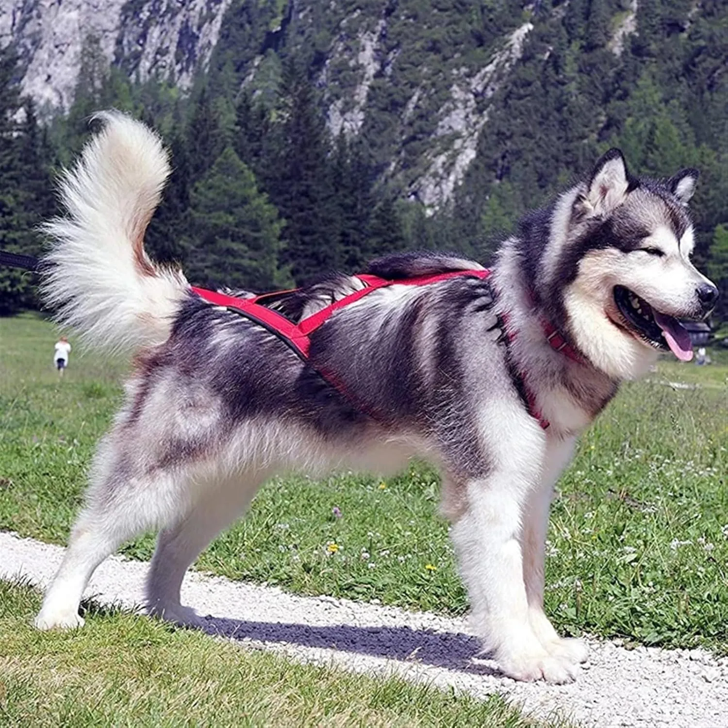 Dog Sledding Harness,Soft Padded Dog Pulling Sled Pro Harness for Medium Large Dogs, Speed Training, Dog(Red,XL)
