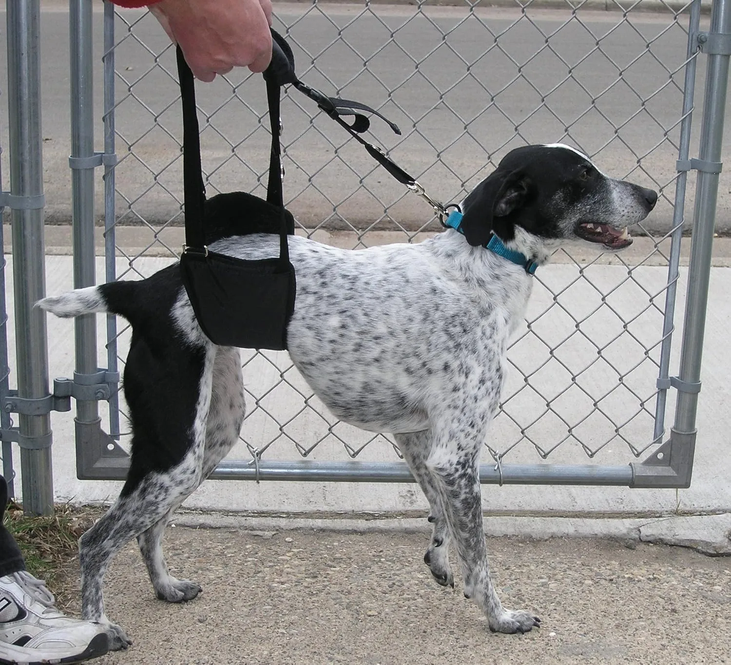 Dog Sling Hip Support Harness, SM Male fits Small to Medium Size Pets 20-65 lbs. (Male Dachshunds use X-Small Size) or Larger Barrel Chested Dogs Like Boxers or Bullies. Made in U.S.A.