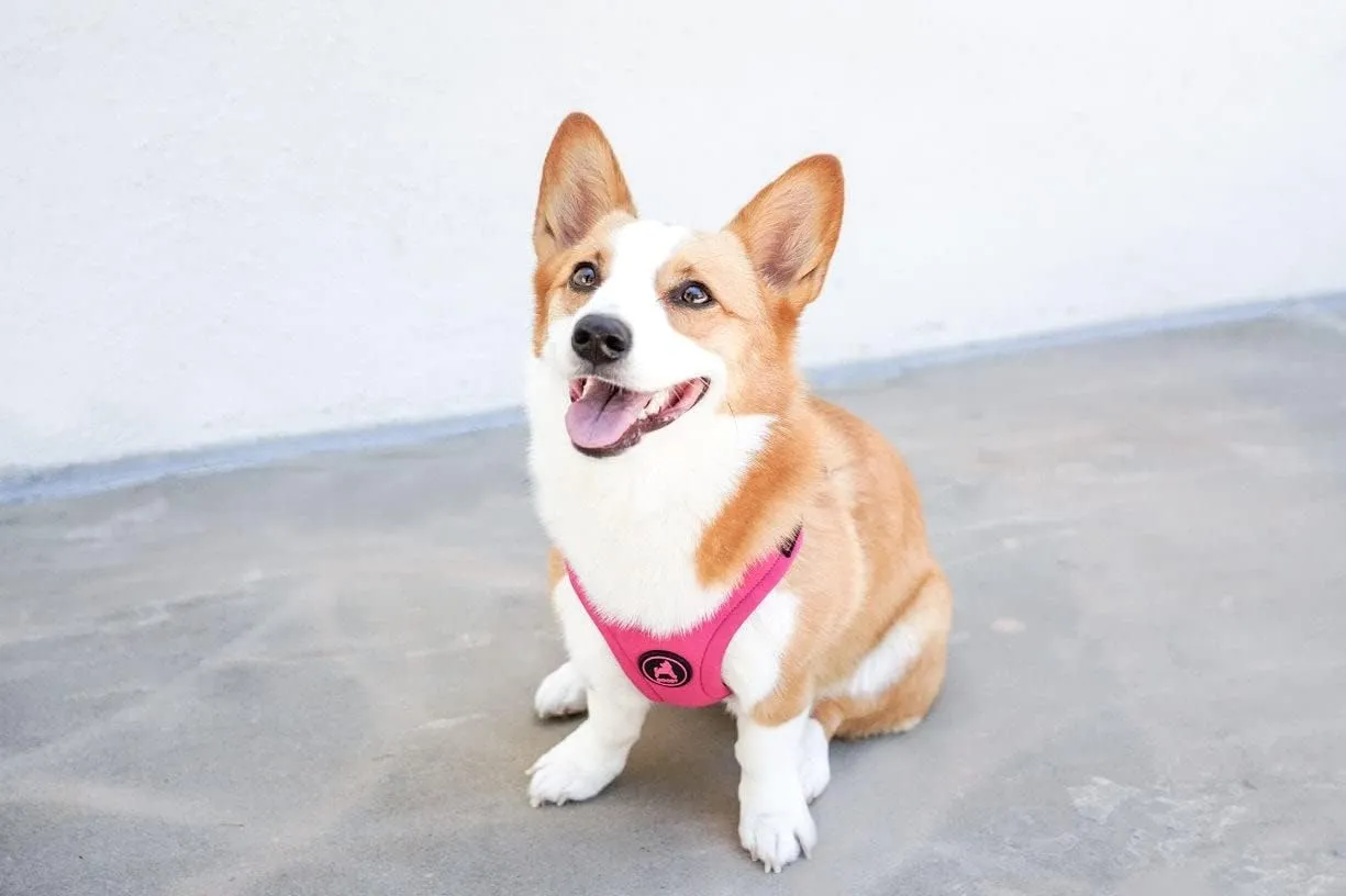 Gooby - Escape Free Sport Harness, Small Dog Step-In Neoprene Harness for Dogs that Like to Escape Their Harness, Pink, Small