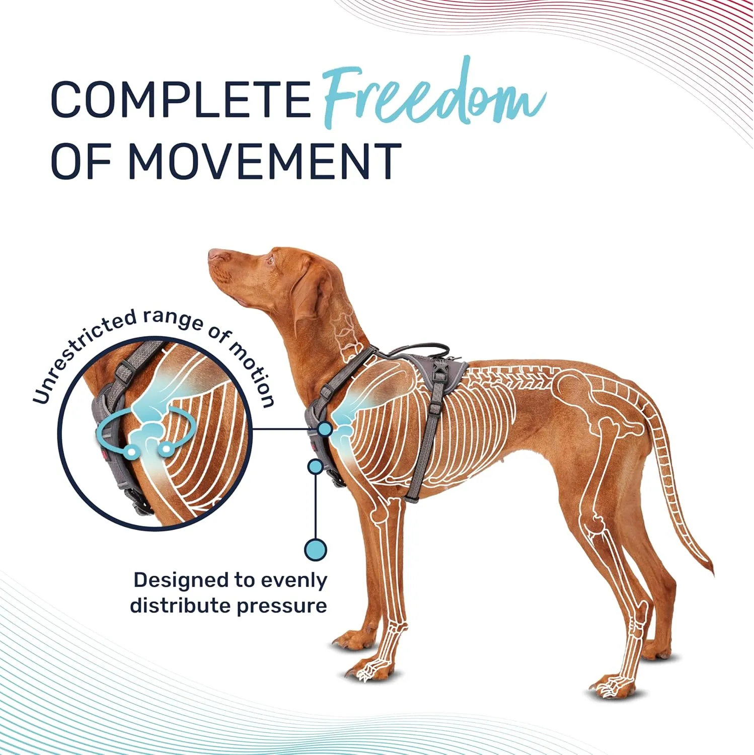 HALTI Anatomy Dog Harness with Handle - Provides Your Dog Freedom of Movement for Comfortable Walking. 3 Leash Attachment Points, Neoprene Padded, Adjustable, and Reflective (Size Large, Teal)