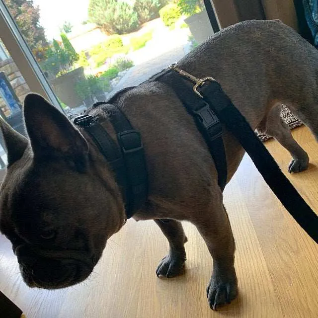 Hemp Dog Harness and Leash Set - Black