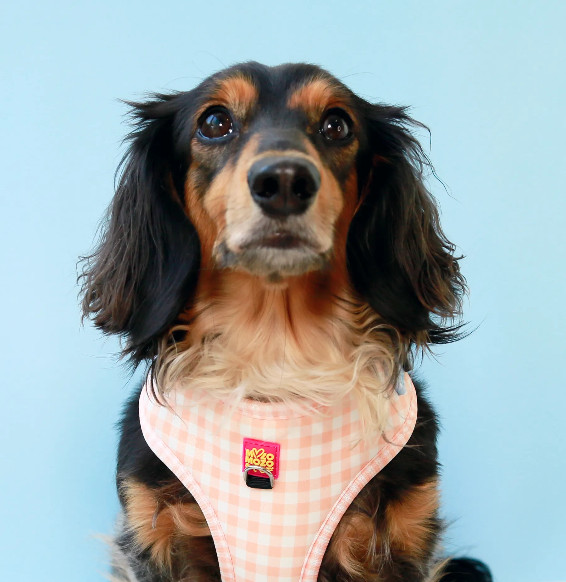 Honey gingham adjustable harness