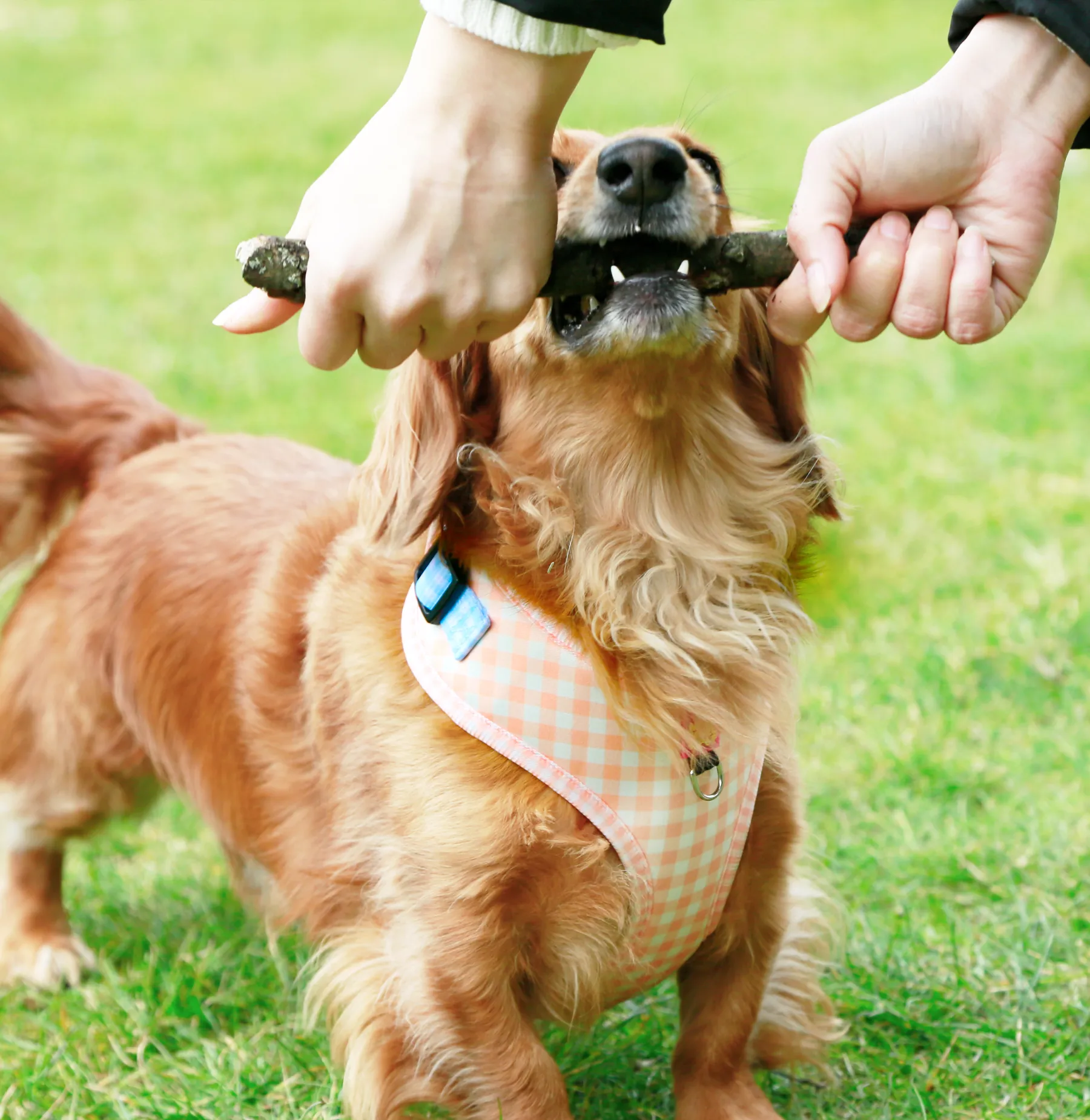Honey gingham adjustable harness