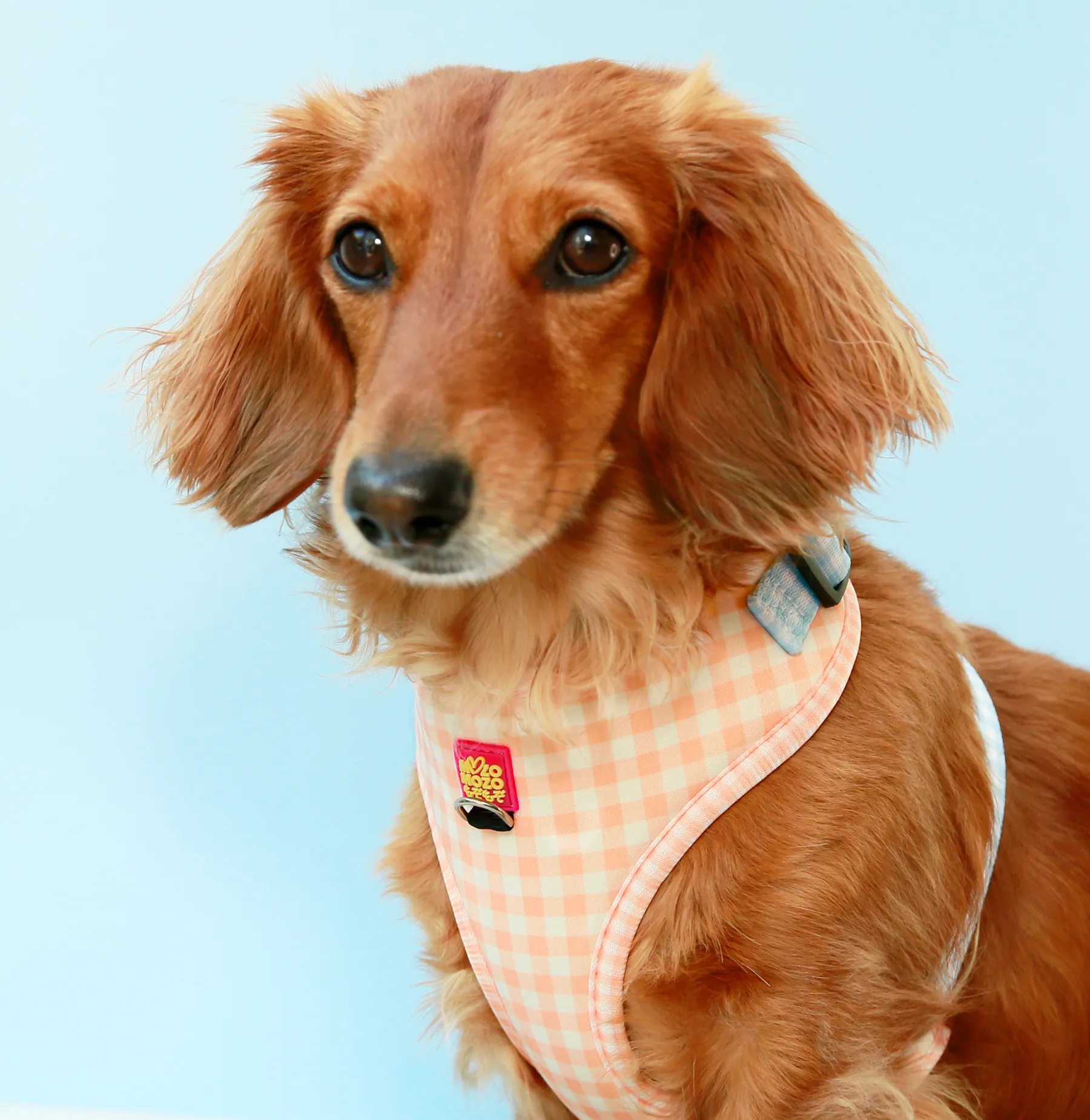 Honey gingham adjustable harness