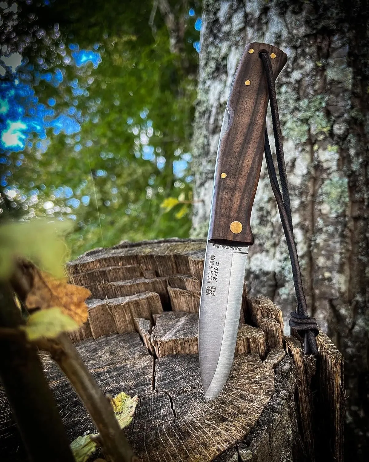 Joker ARTICA 155 folding knife with different handles, 3.14in blade. 14c28n, Scandi grind, fishing, hunting, camping and hiking tool (Walnut Handle)
