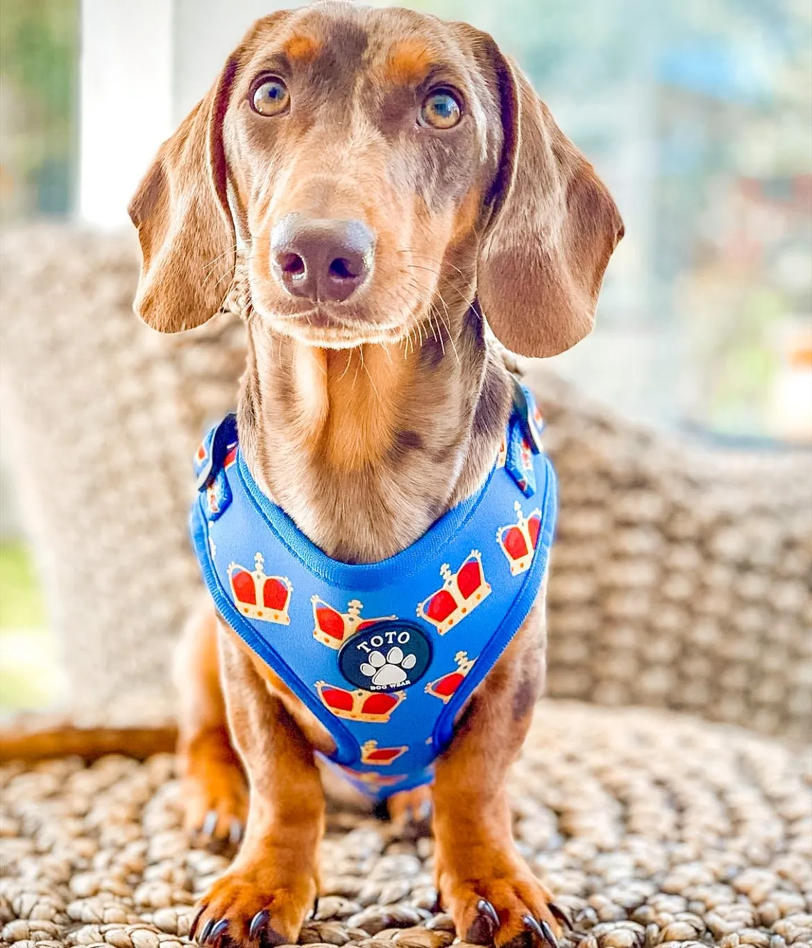 King Harness