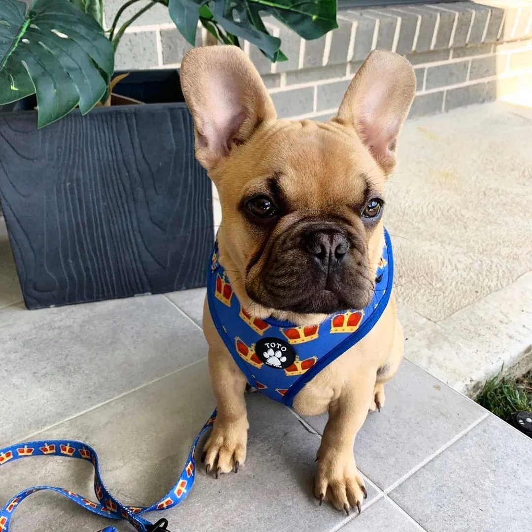 King Harness