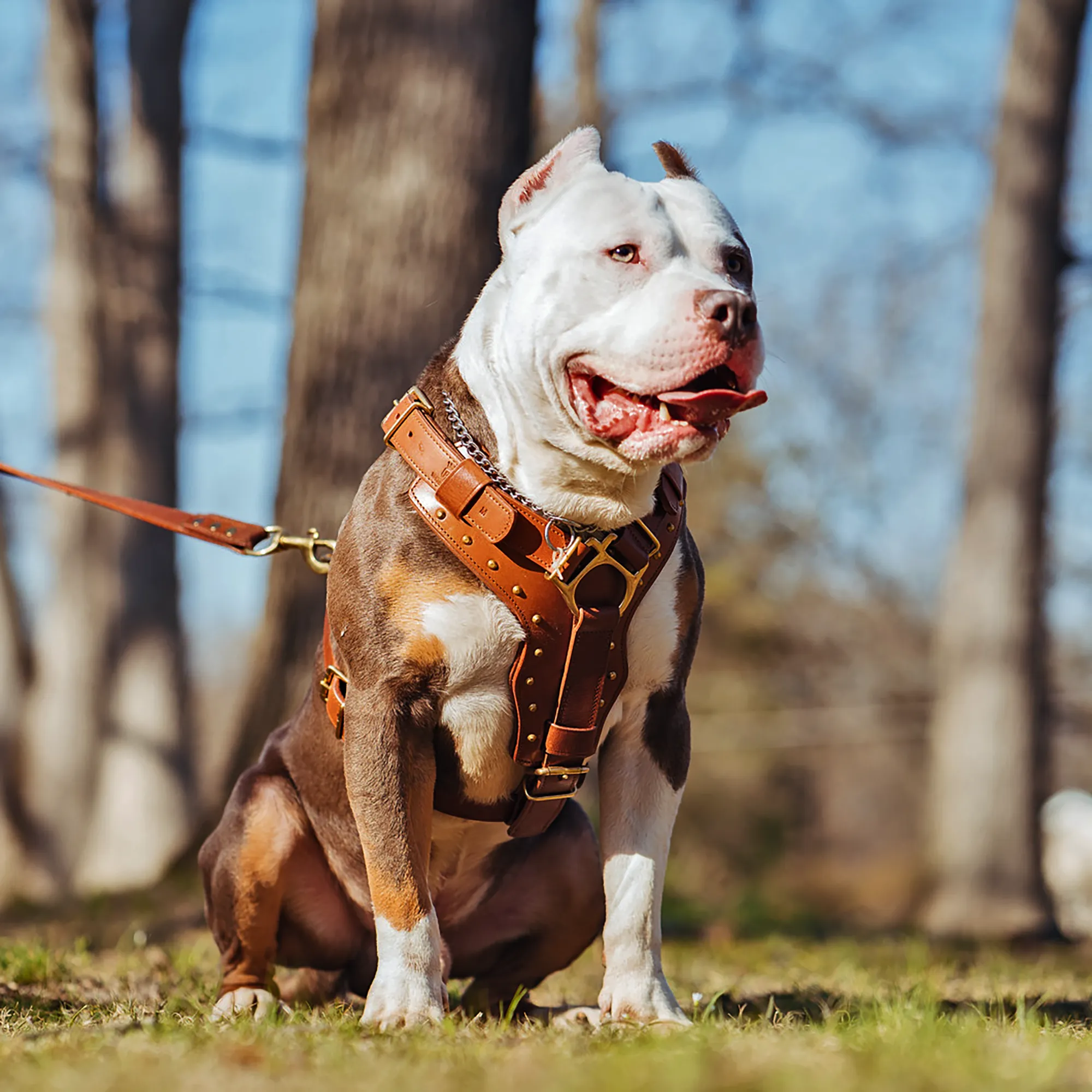 Leather Dog Harness - "Attila" Brown/Brass