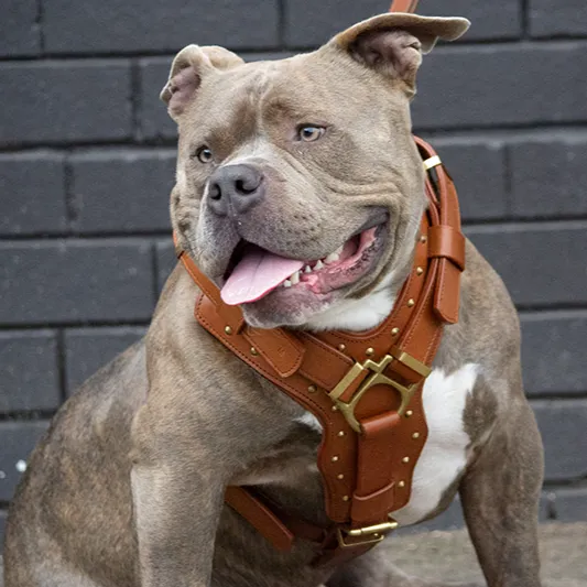 Leather Dog Harness - "Attila" Brown/Brass