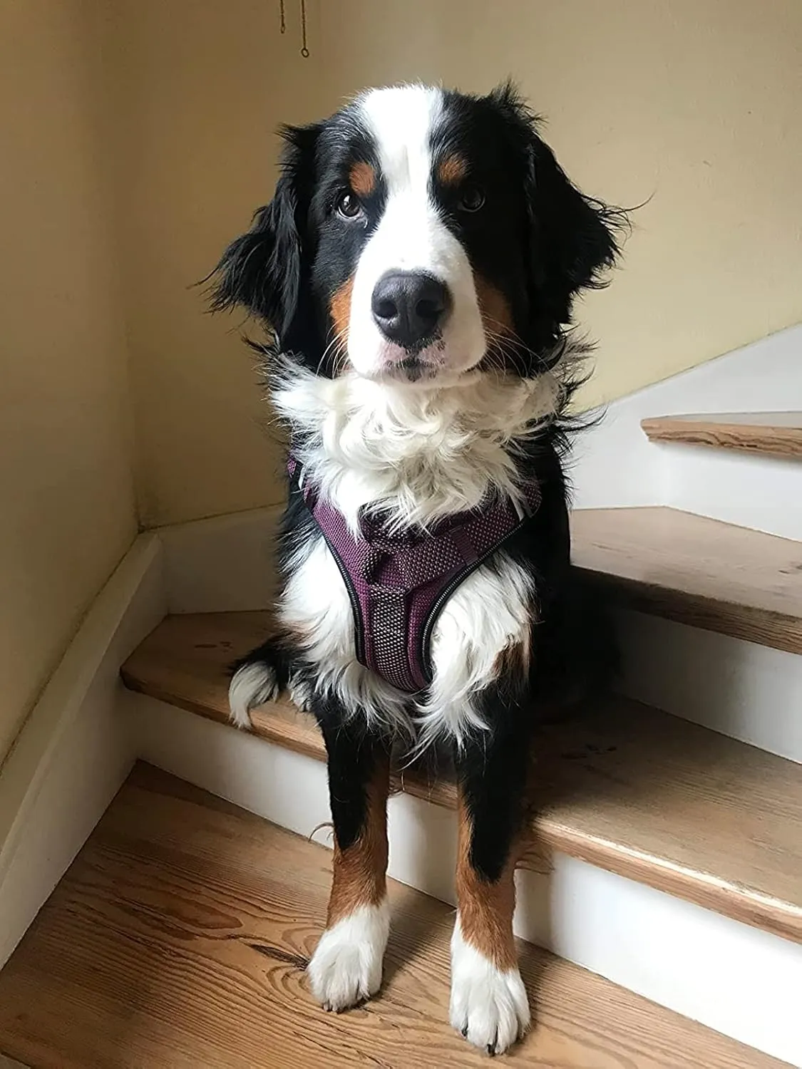 LOS ANDES Full Reflective Dog Harness Adjustable Harness No Pull Pet Harness with Front Clip, Soft Padded Dog Vest with Handle, Easy Control Dog Harnesses for Small Medium Large Dogs, Purple, L