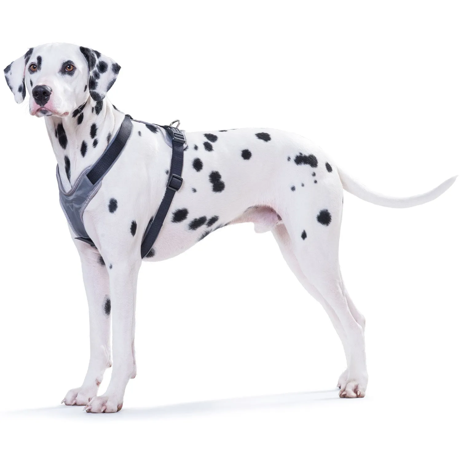 Neoprene Dog Harness