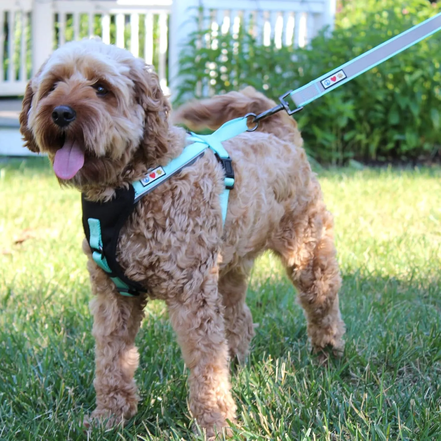 Pawtitas Reflective Dog Harness - Padded, Comfort Control for Walks or Runs - Medium Teal