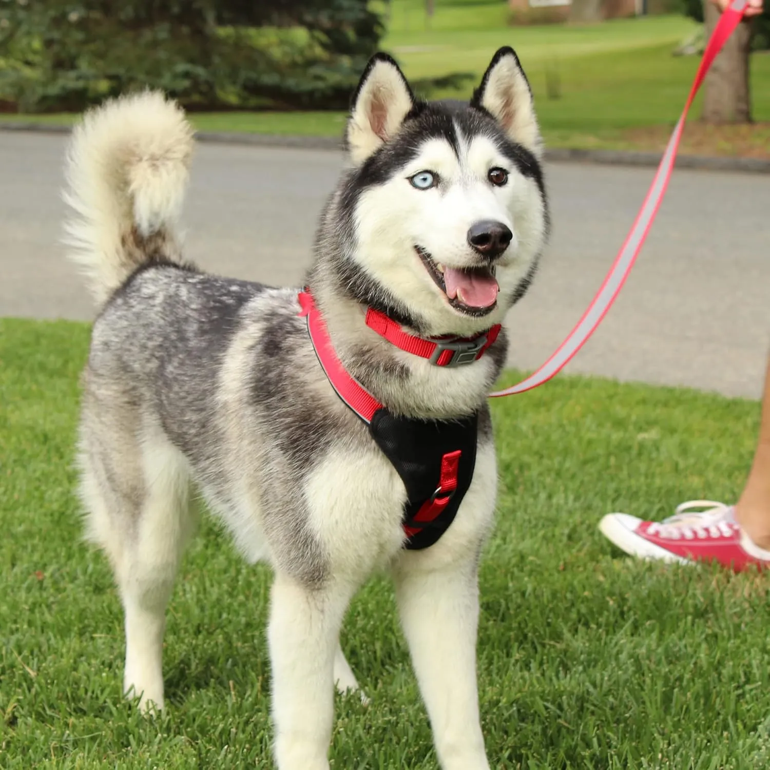 Pawtitas Reflective Dog Harness - Padded, Comfort Control for Walks or Runs - Medium Teal