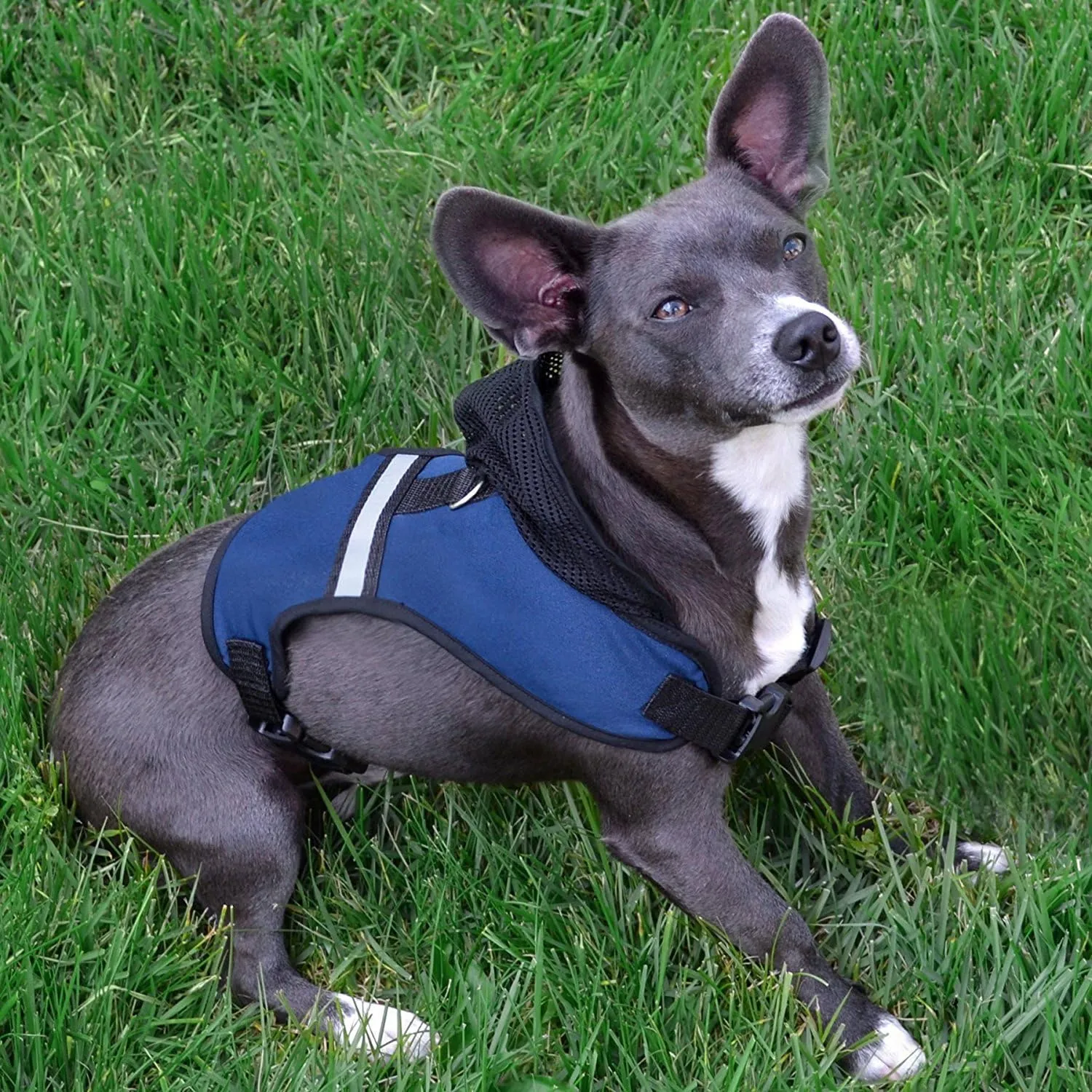 Pets First New Orleans Saints Harness, Medium