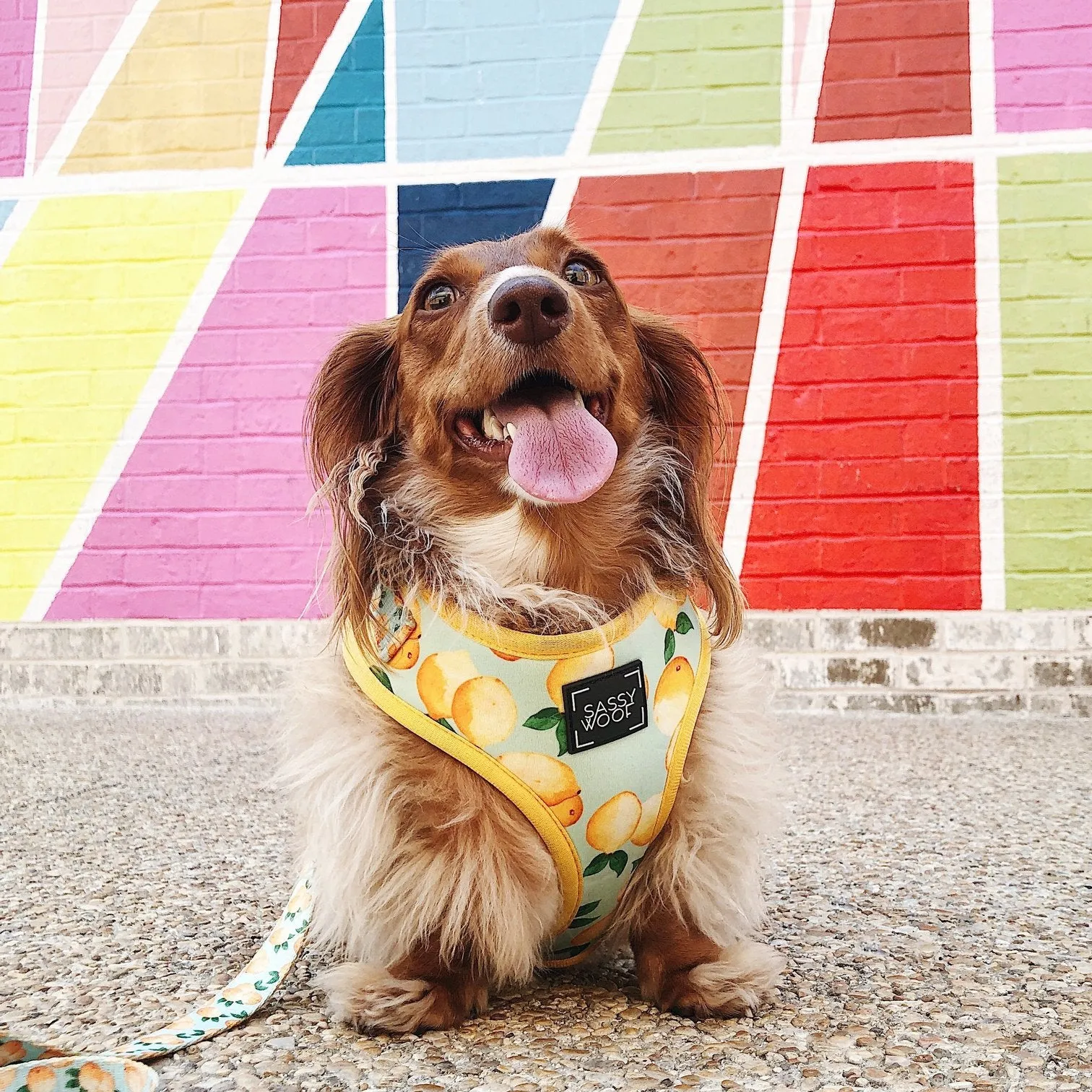Sassy Woof Adjustable Harness - Main Squeeze
