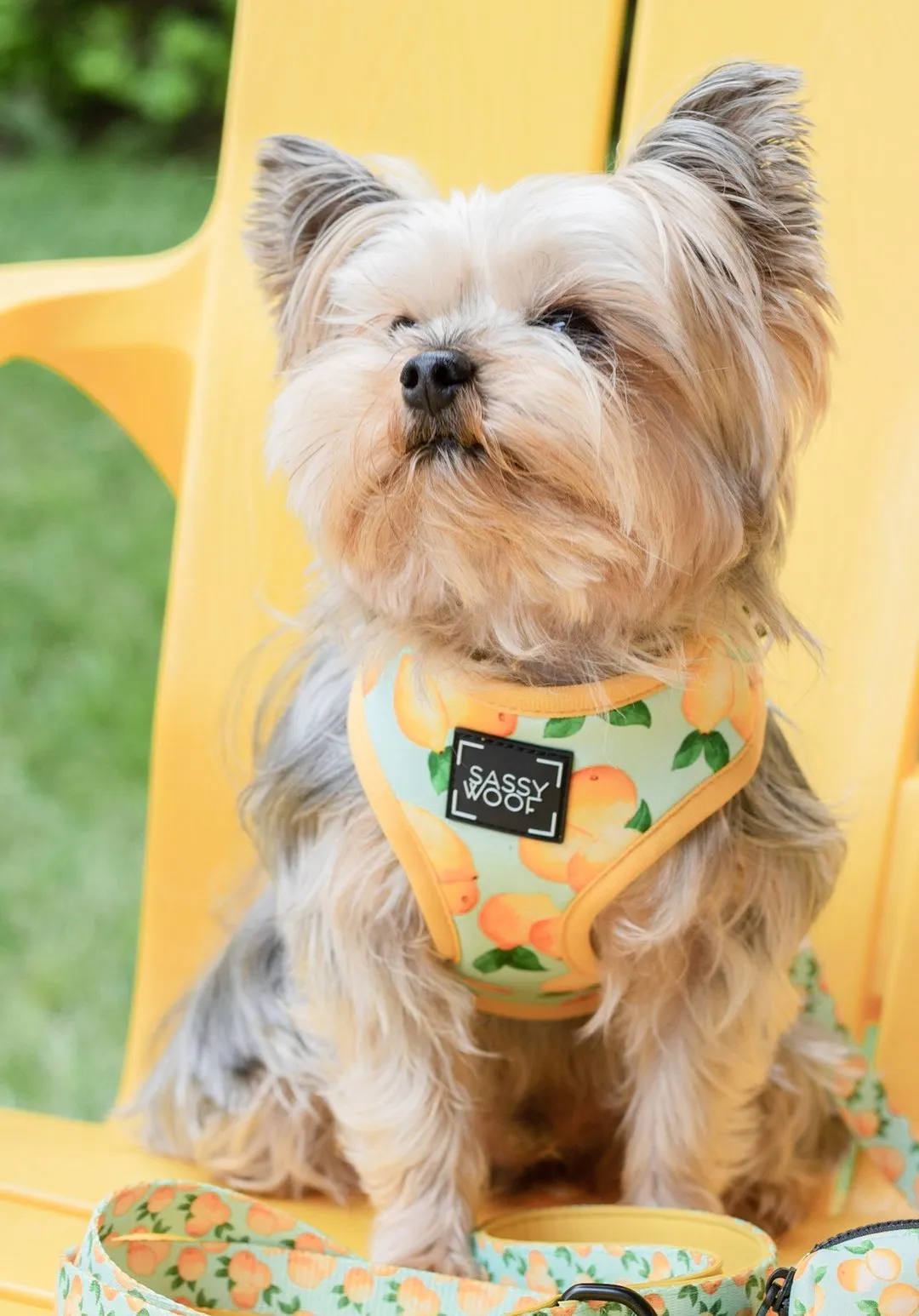 Sassy Woof Adjustable Harness - Main Squeeze