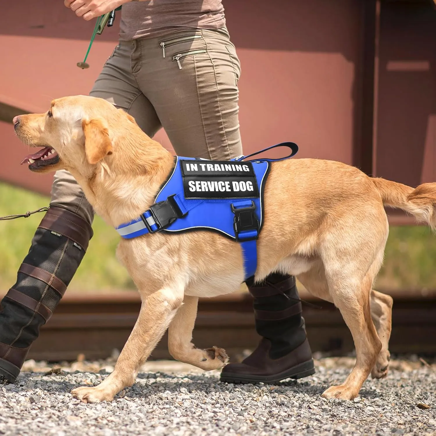 Service Dog Vest Harness and Leash Set 10 Patches,No Pull&Easy Walk Reflective Dog Harness with Soft Padded Handle for Training/Everyday,Fit Small/Medium/Large/Extra-Large Dogs (Blue XL)