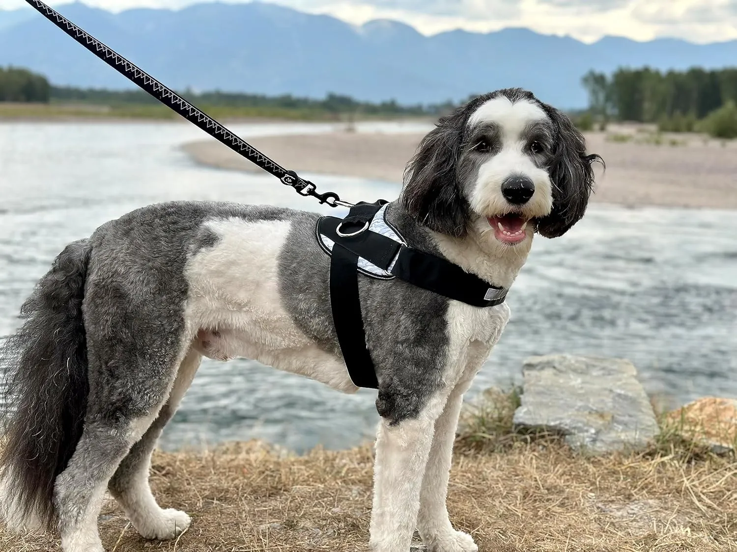 ShawnCo Essential Dog Harness, No-Pull Pet Vest with 3 Leash Clips, No Choke, Reflective, Adjustable and Padded, for Easy Walking and Training for Small, Medium and Large Dogs (Driftwood, XS)