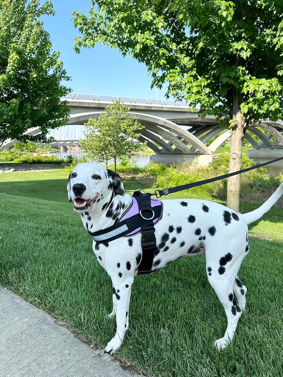 ShawnCo Essential Dog Harness, No-Pull Pet Vest with 3 Leash Clips, No Choke, Reflective, Adjustable and Padded, for Easy Walking and Training for Small, Medium and Large Dogs (ICY Lilac, S)
