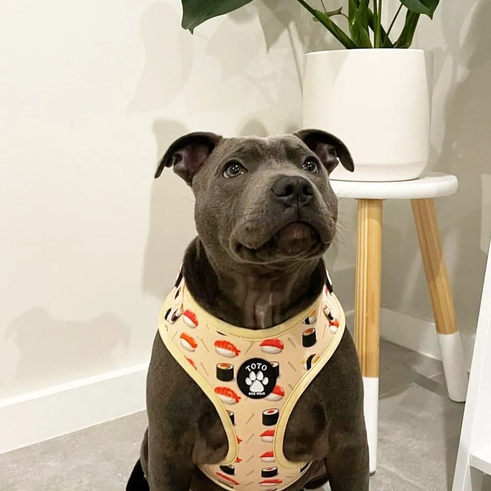 Sushi Harness