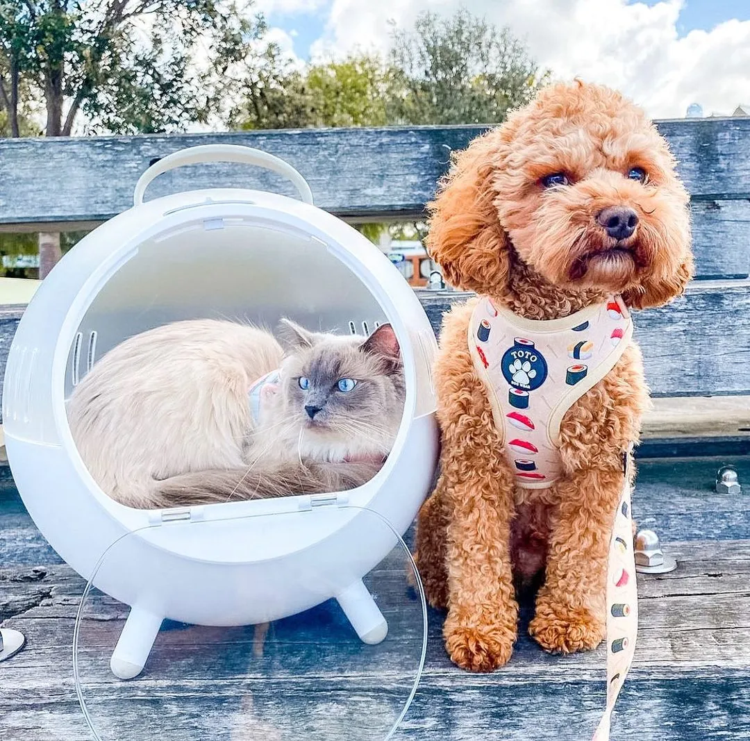 Sushi Harness