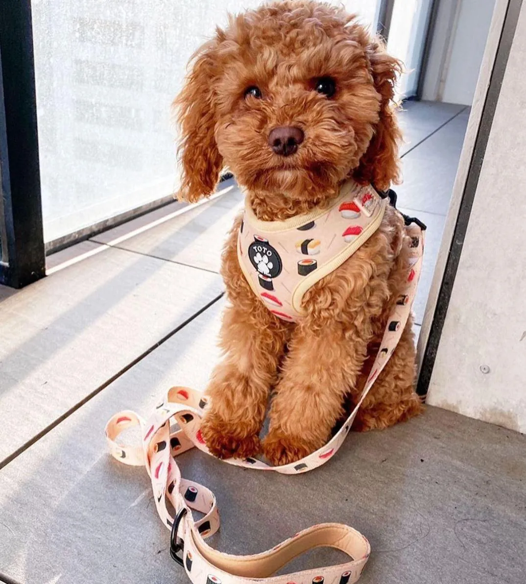 Sushi Harness