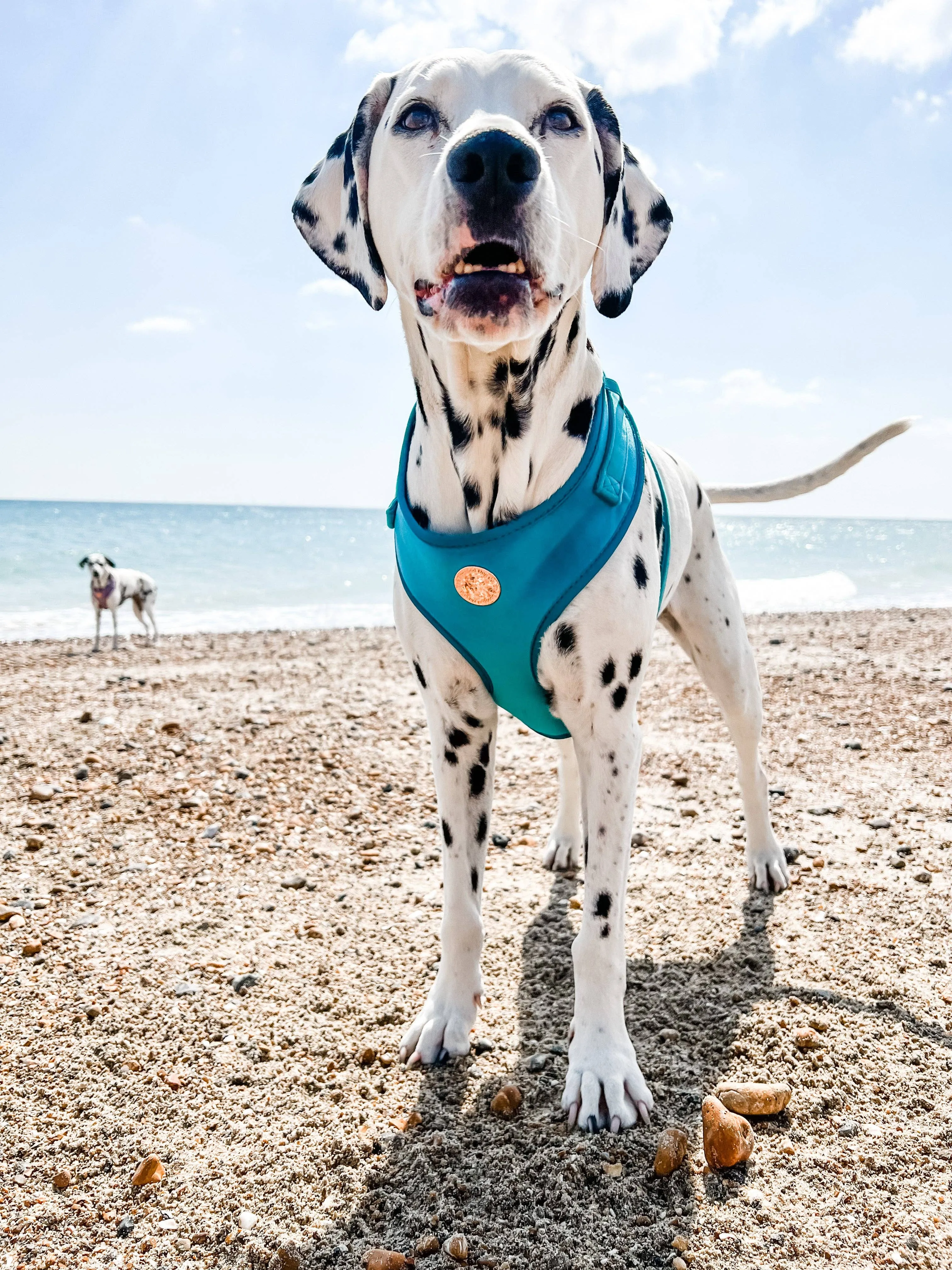 The Spotted Dog Company - Jade Velvet Harness: Small